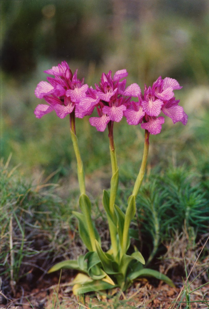 JALE sp. 🍀 tweet media