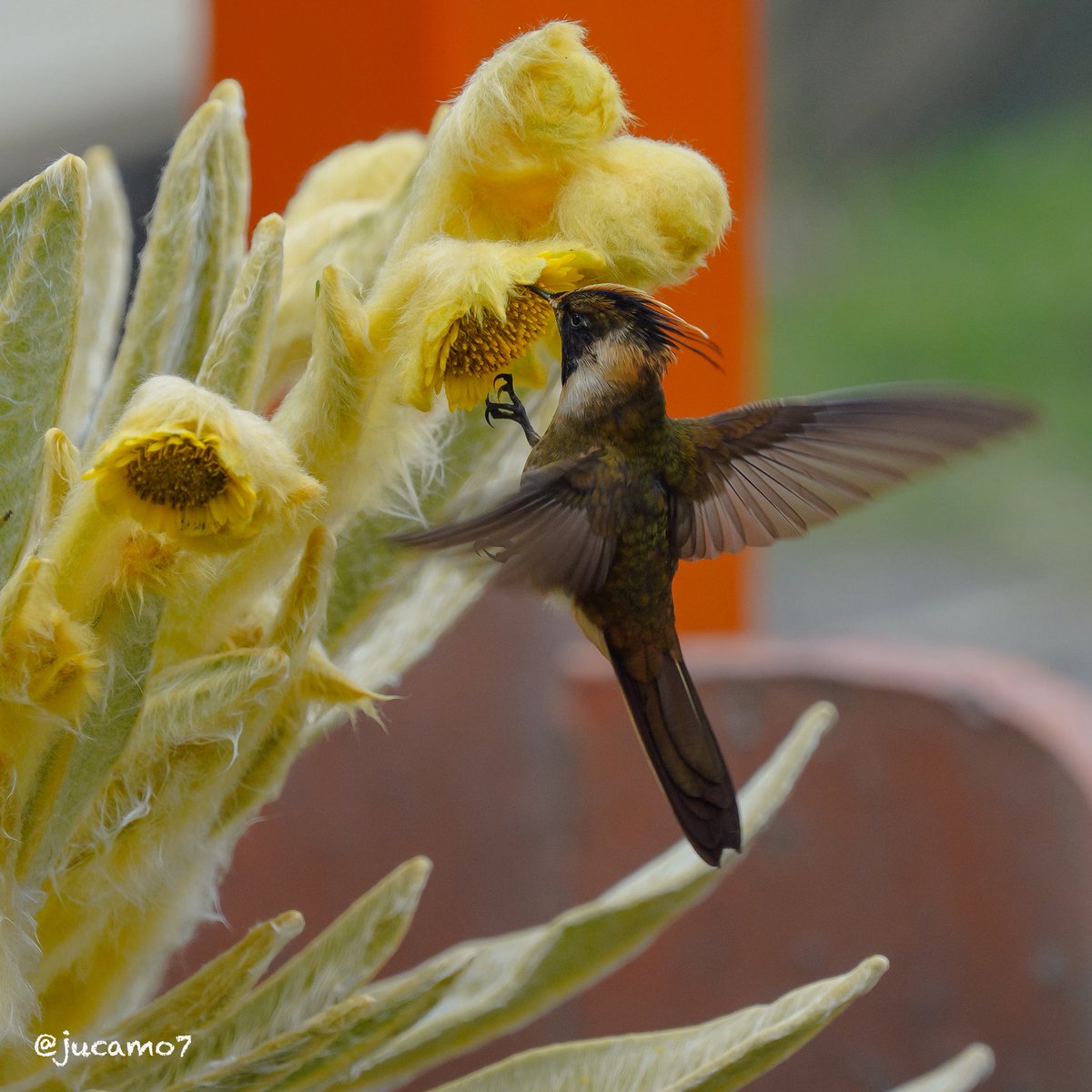 Juan C Montenegro A tweet media