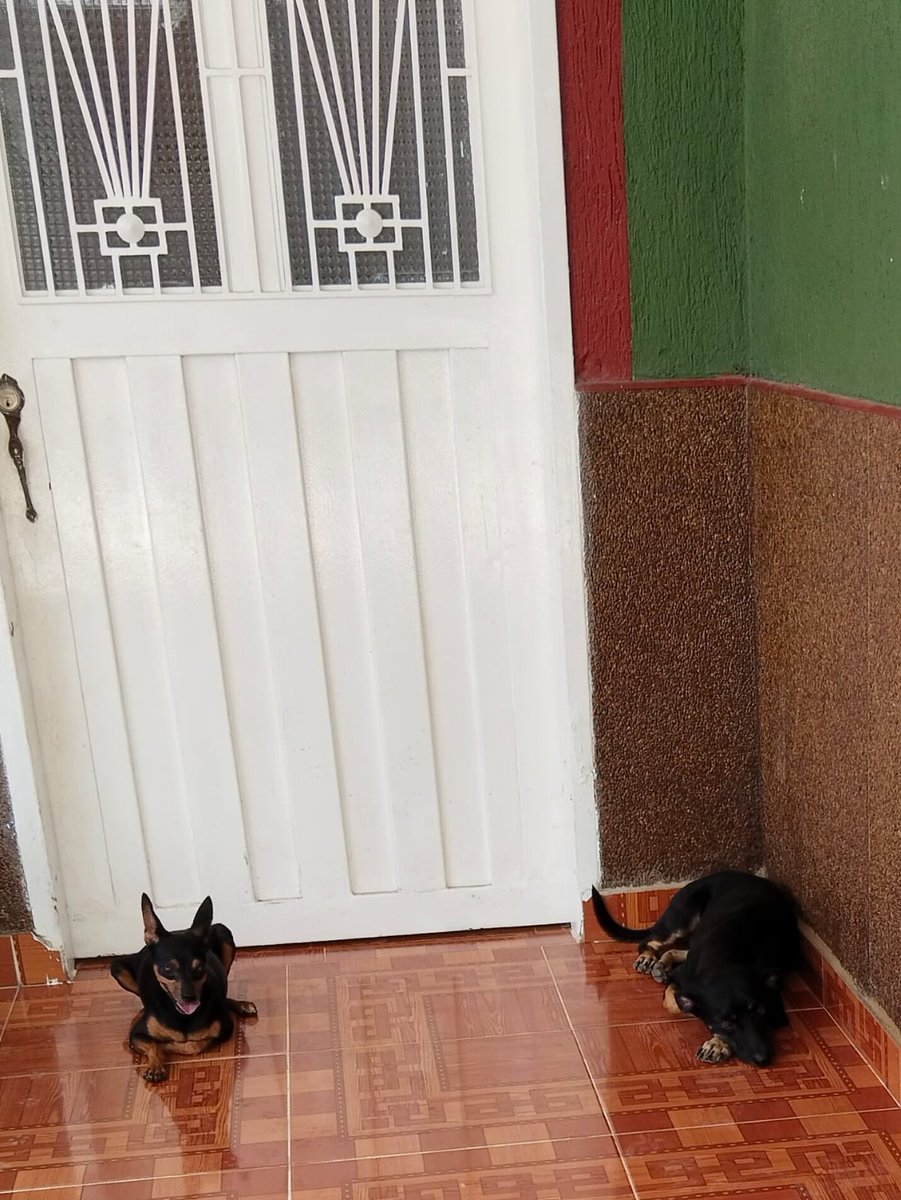 Ivonne 🎶🐾 tweet media