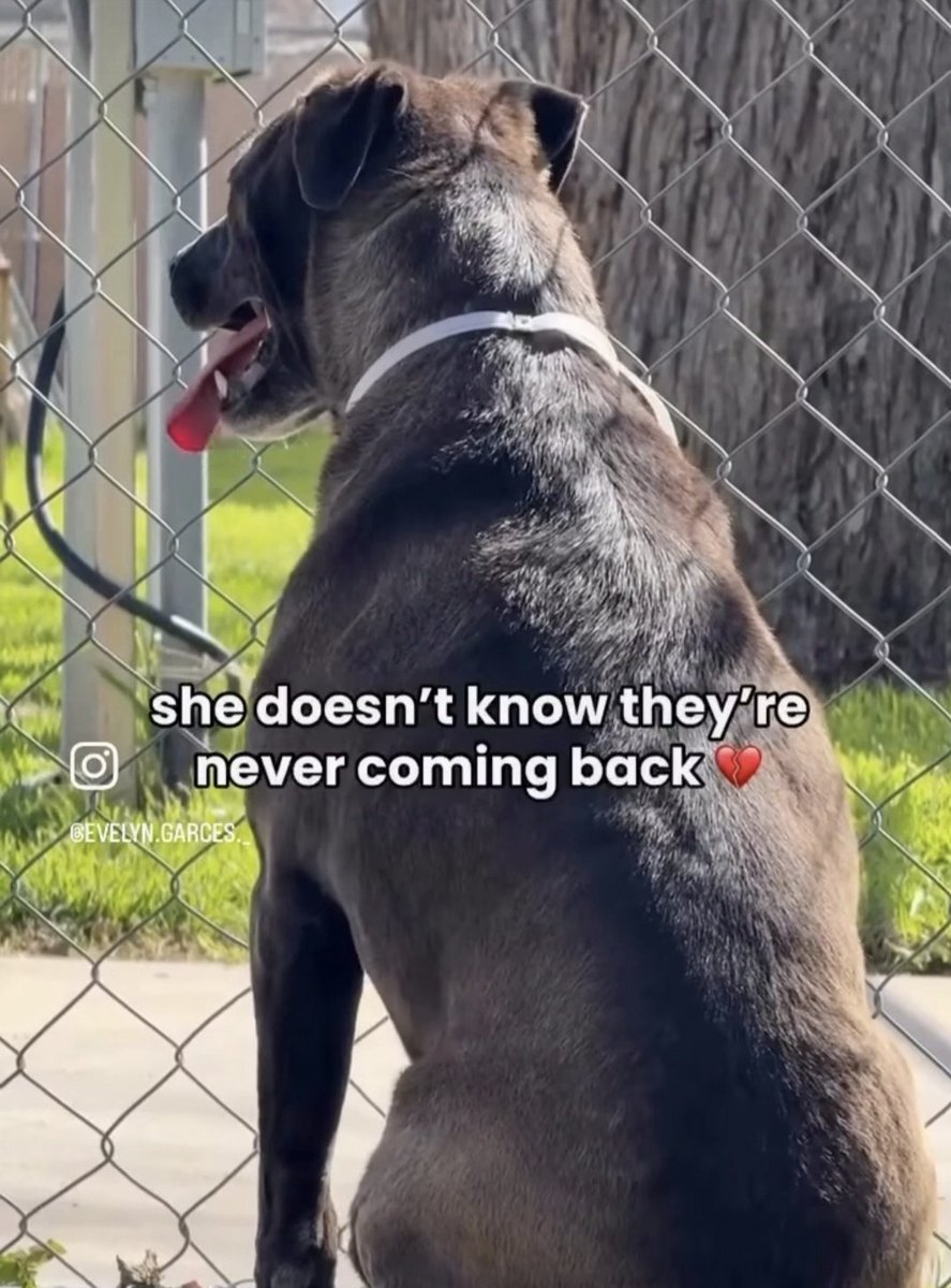 Maple 🐕 🎹 🎸 💙 tweet media