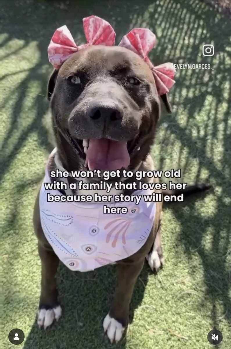 Maple 🐕 🎹 🎸 💙 tweet media