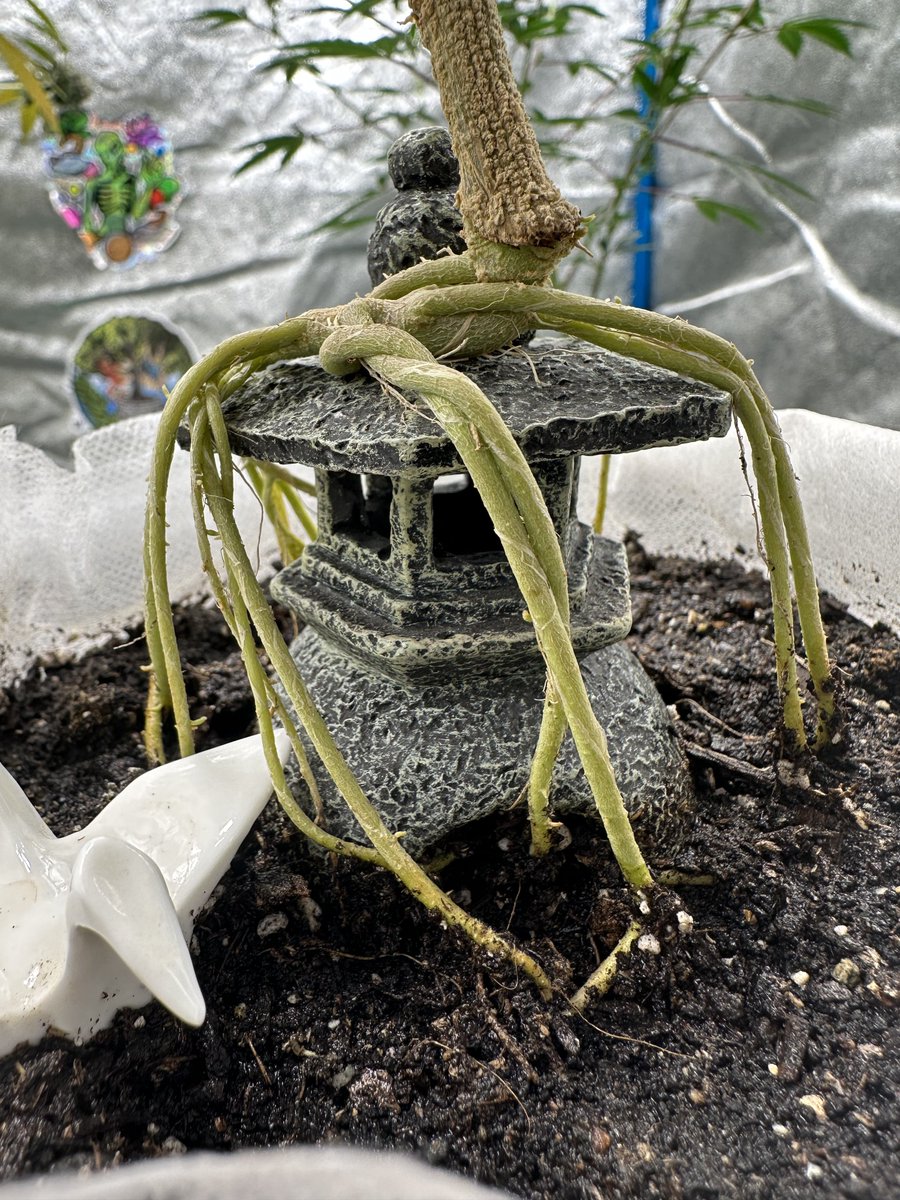 Highly Ganjanous tweet media