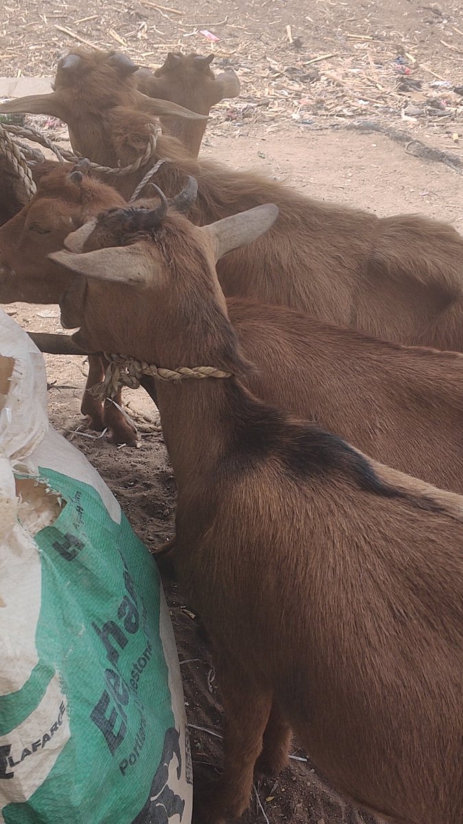 Tomi of ROYAL LINE FOODS tweet media