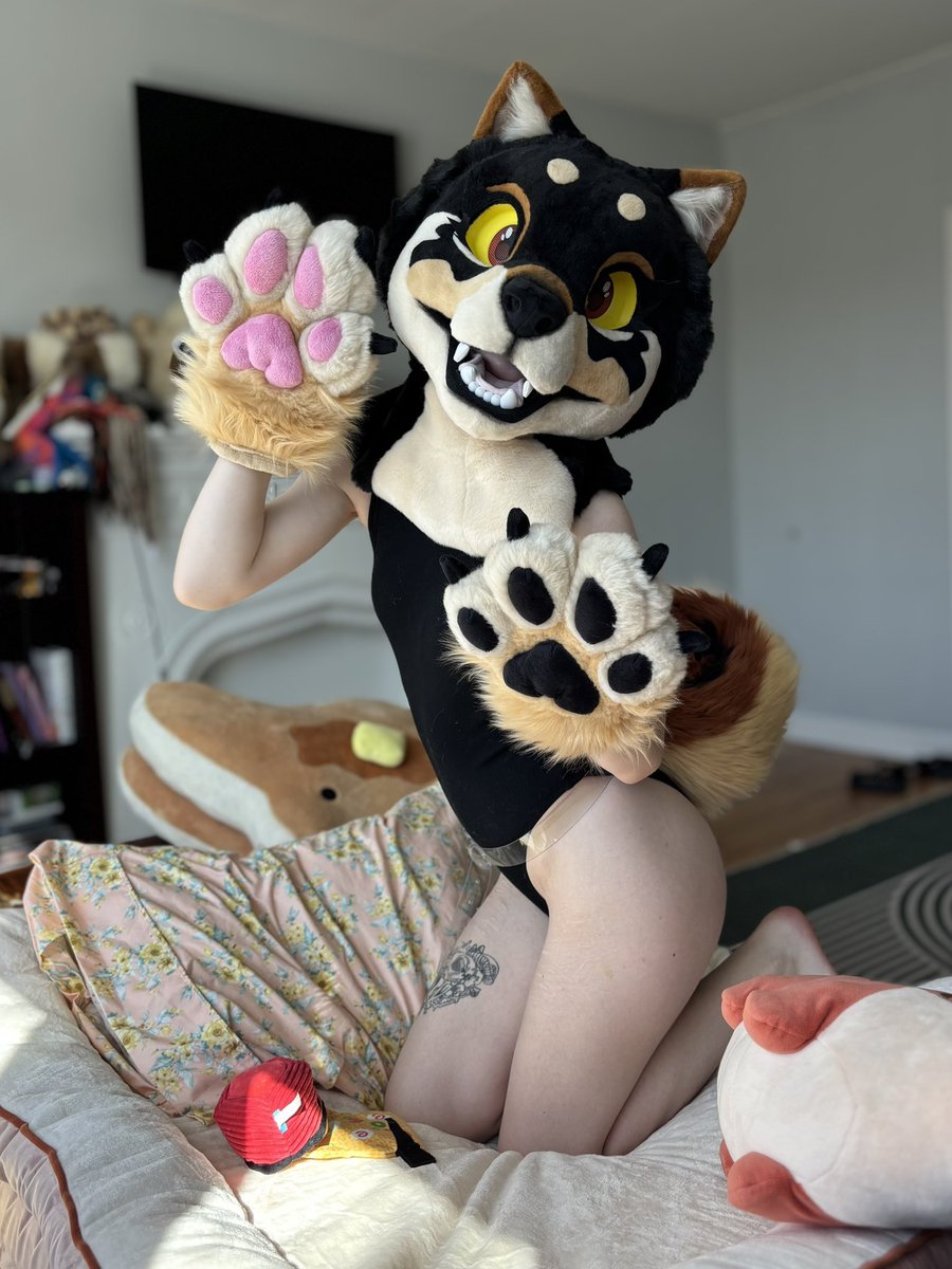 apollo 𓃦θΔ 🔆 full time puppy! tweet media