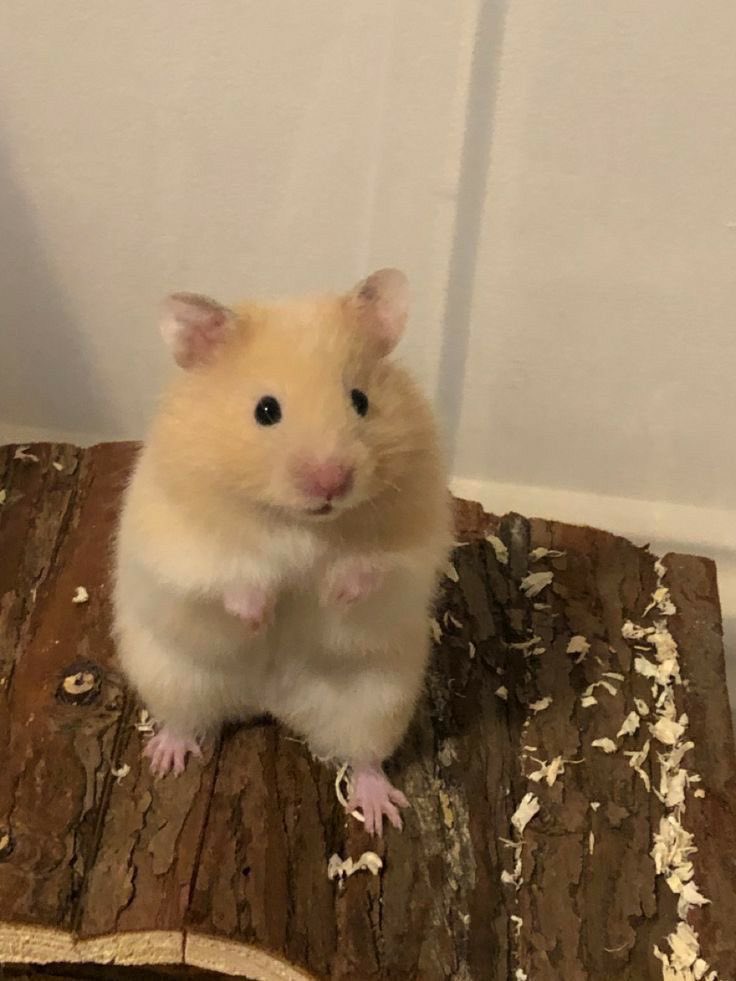 킴이.. tweet media