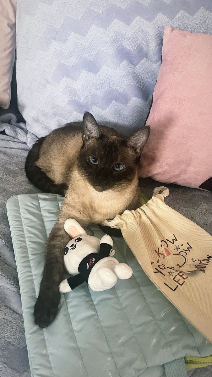 marisolhamed 🇲🇽🏳️🌈 tweet media