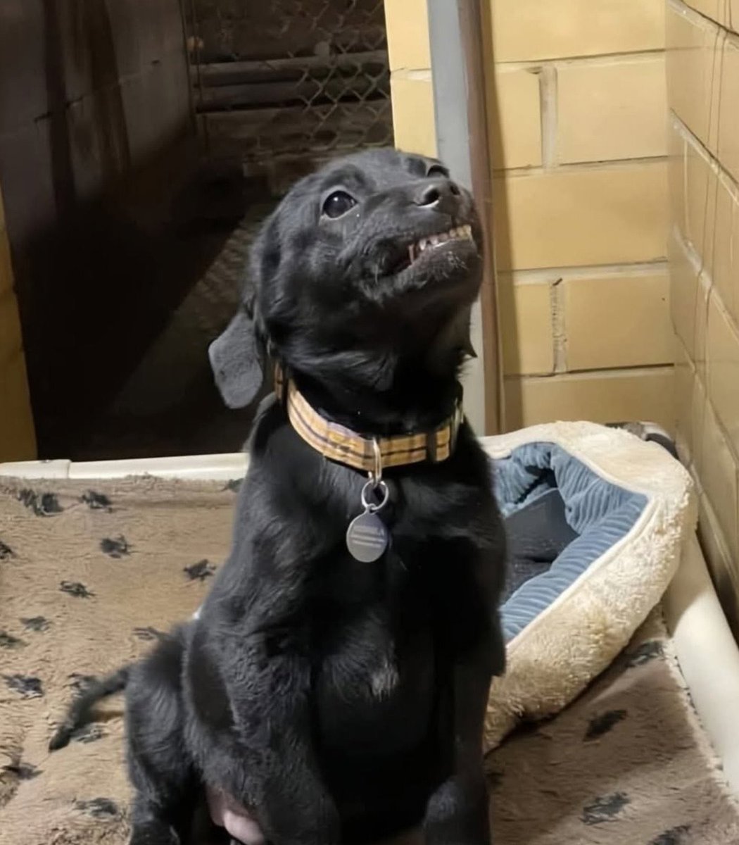 FRENCHRAPUS 🇺🇸 tweet media