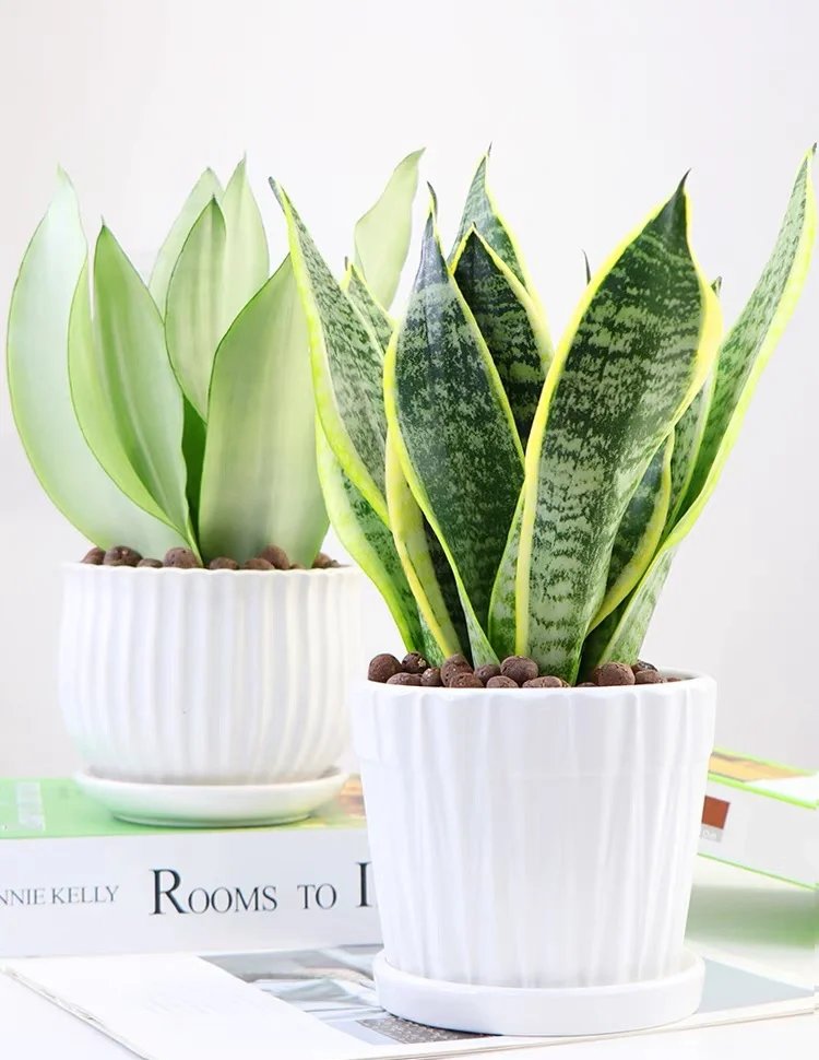 Carolina Barbosa tweet media