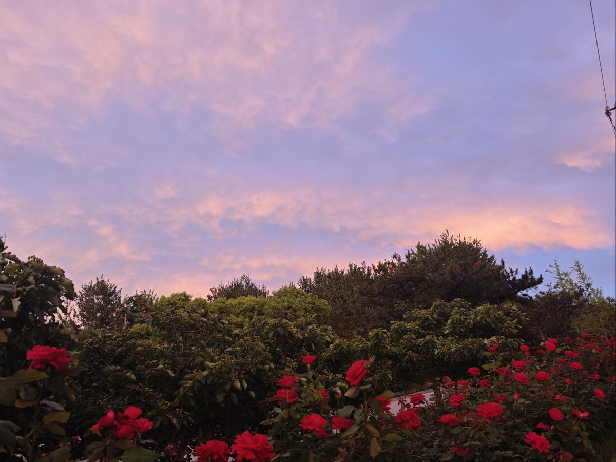 bruce john duque tweet media