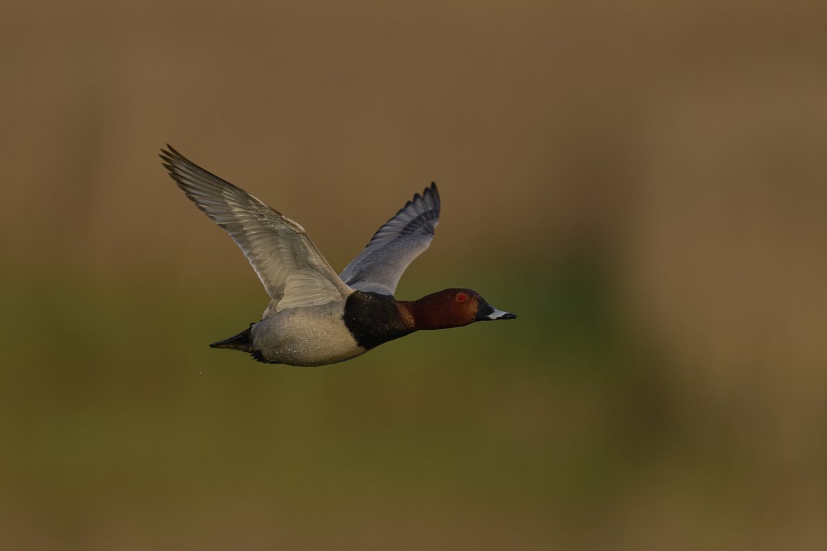 Defra UK tweet media