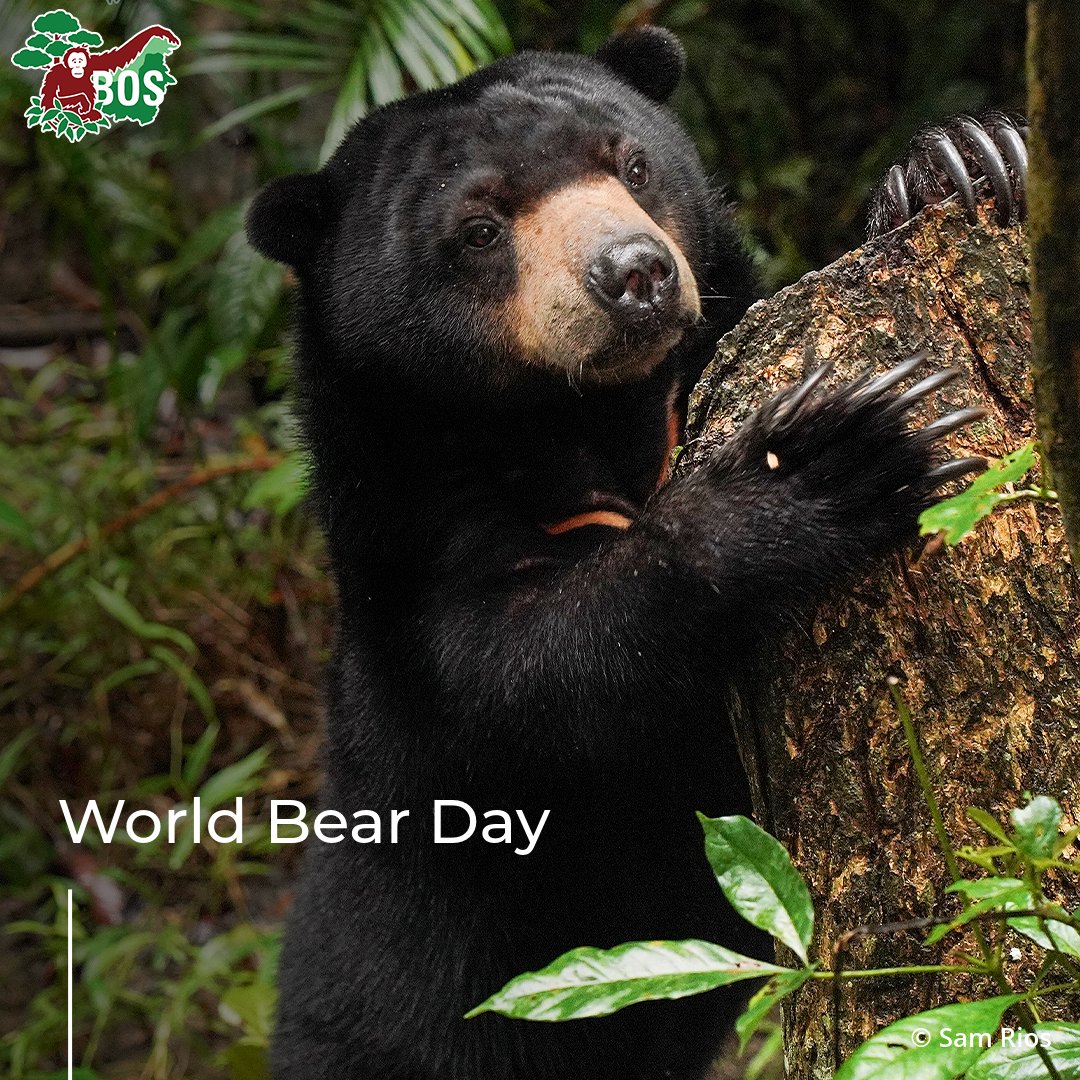 Borneo Orangutan Survival USA tweet media