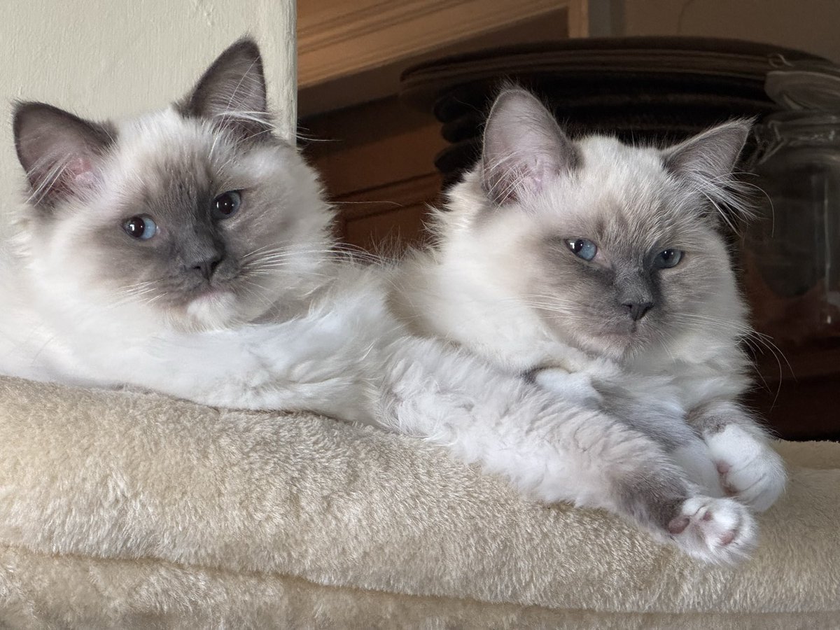 Prof AC Wailing🇪🇺 #FBPE #HDTV 350% #PARODY tweet media