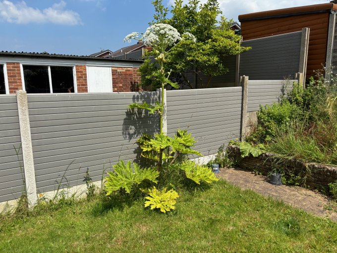 Japanese Knotweed tweet media