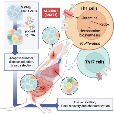 Cell Metabolism tweet media