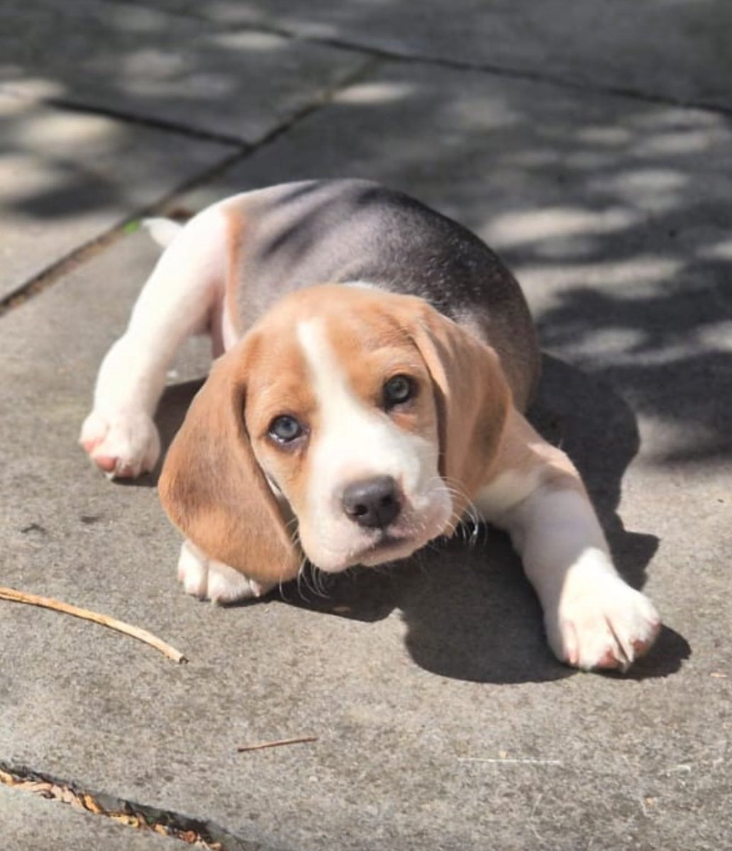 Hugo the Blue Beagle tweet media