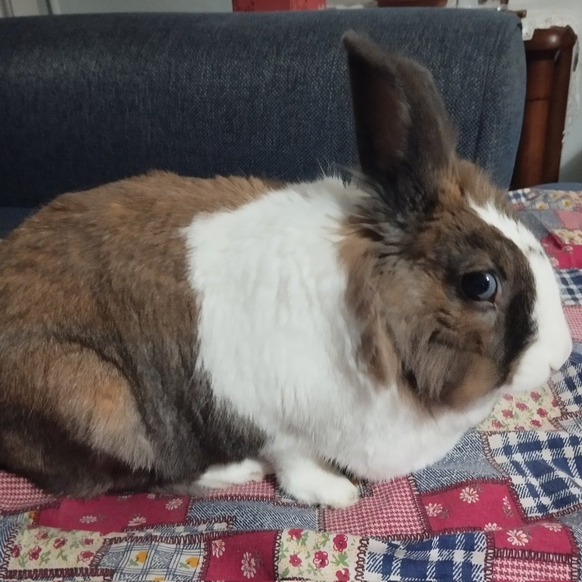 juju token tweet media