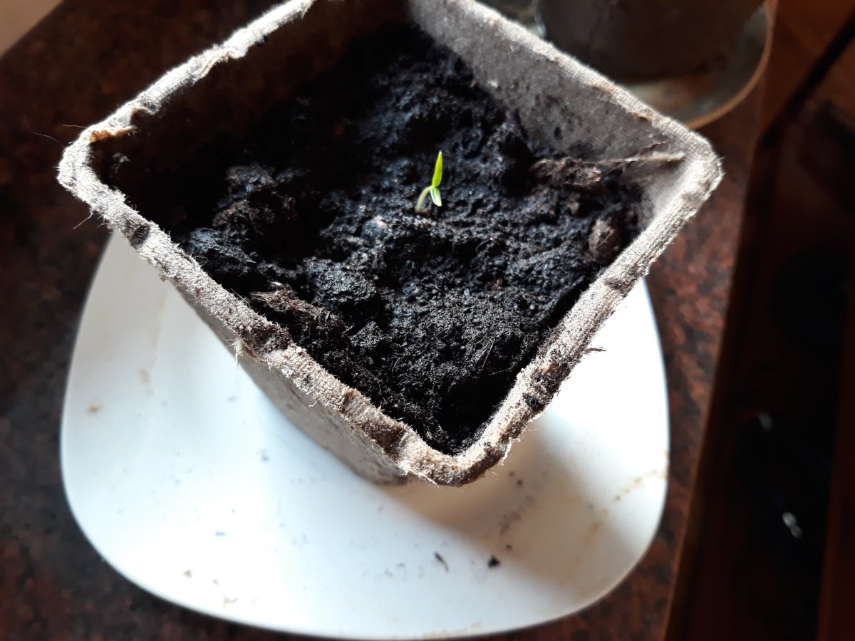 Karoryfer Lecolds tweet media