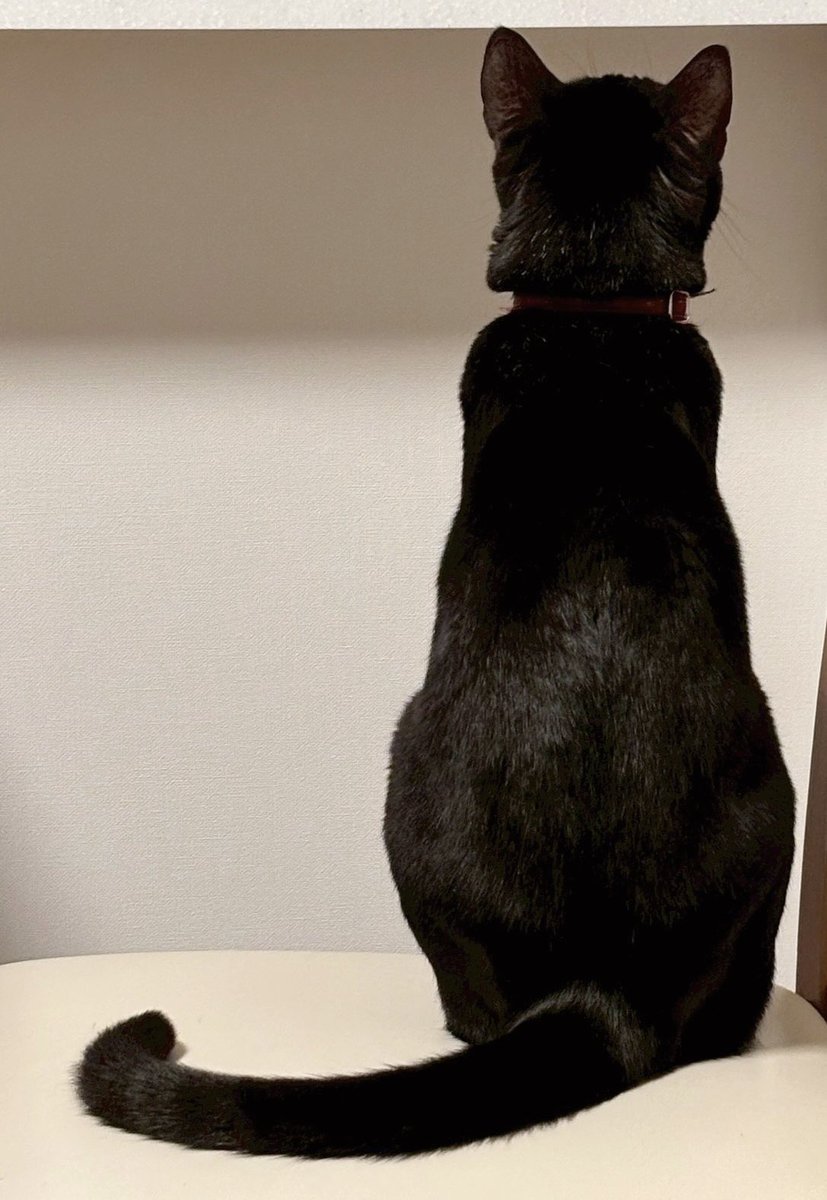 宮舞モカ tweet media