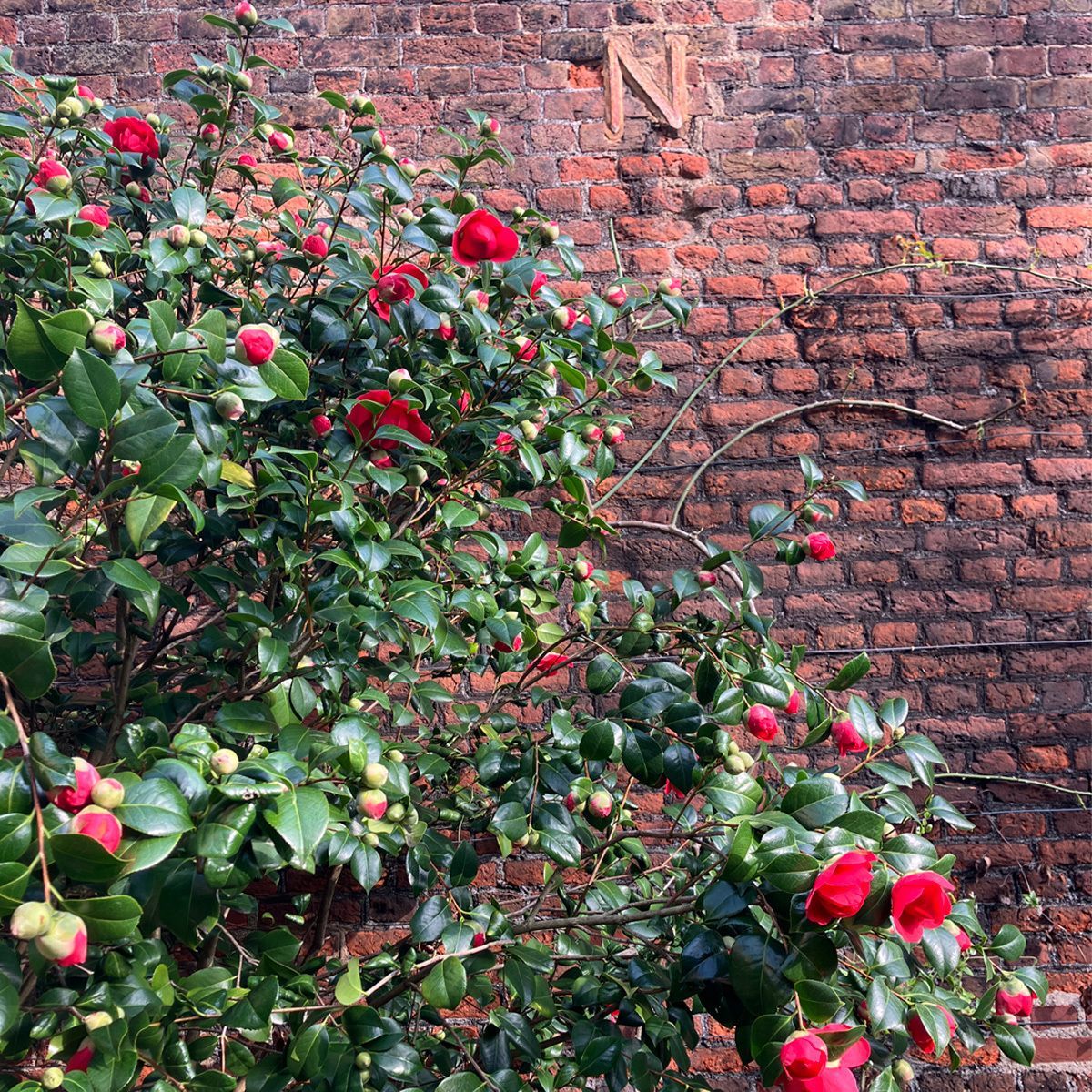 CharterhouseEC1's tweet photo. Adding to the variety of the #spring flowers in our gardens, the #camellias bring a particularly dramatic look. We love how their boldly coloured flowers stand out against their deep, glossy green leaves - It’s easy to see why they were fashion designer Coco Chanel’s favourite flower!

Camellias originally made the journey from Asia to the UK in the late 1700s, but we believe the oldest of our own resident plants have been calling the Charterhouse home since the 1950s. 

#SpringDays #NatureLovers #NaturePhotography