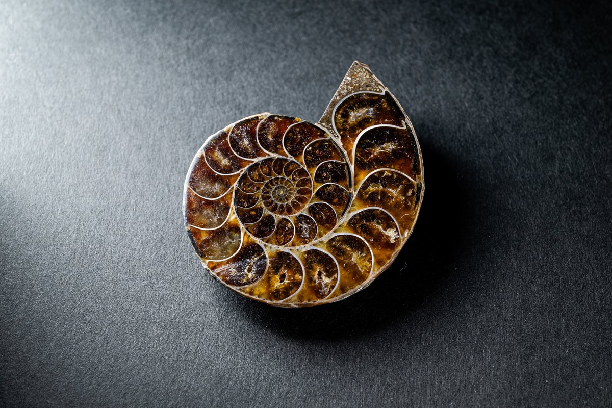 稲田大樹 / Daiki Inada tweet media