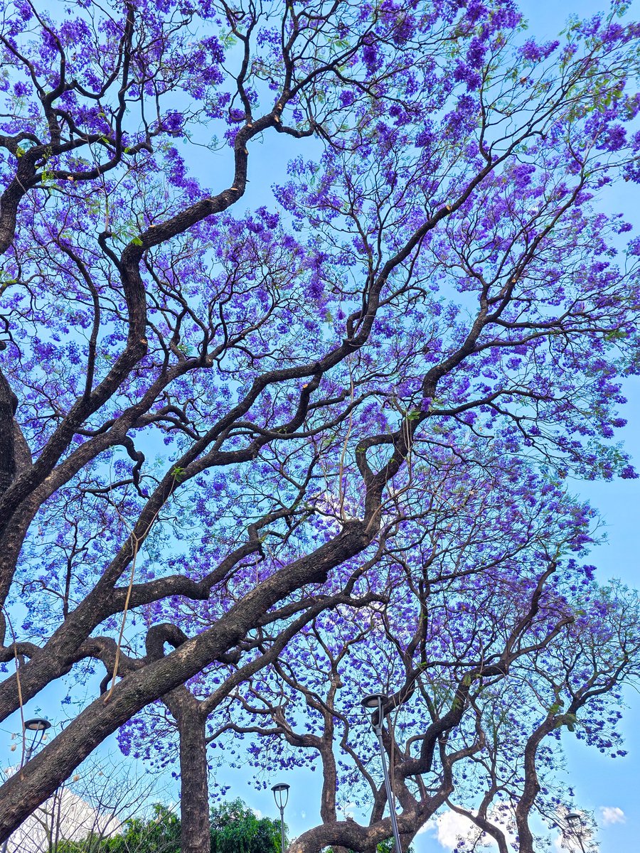 𝑃𝑎𝑢 ❀ tweet media