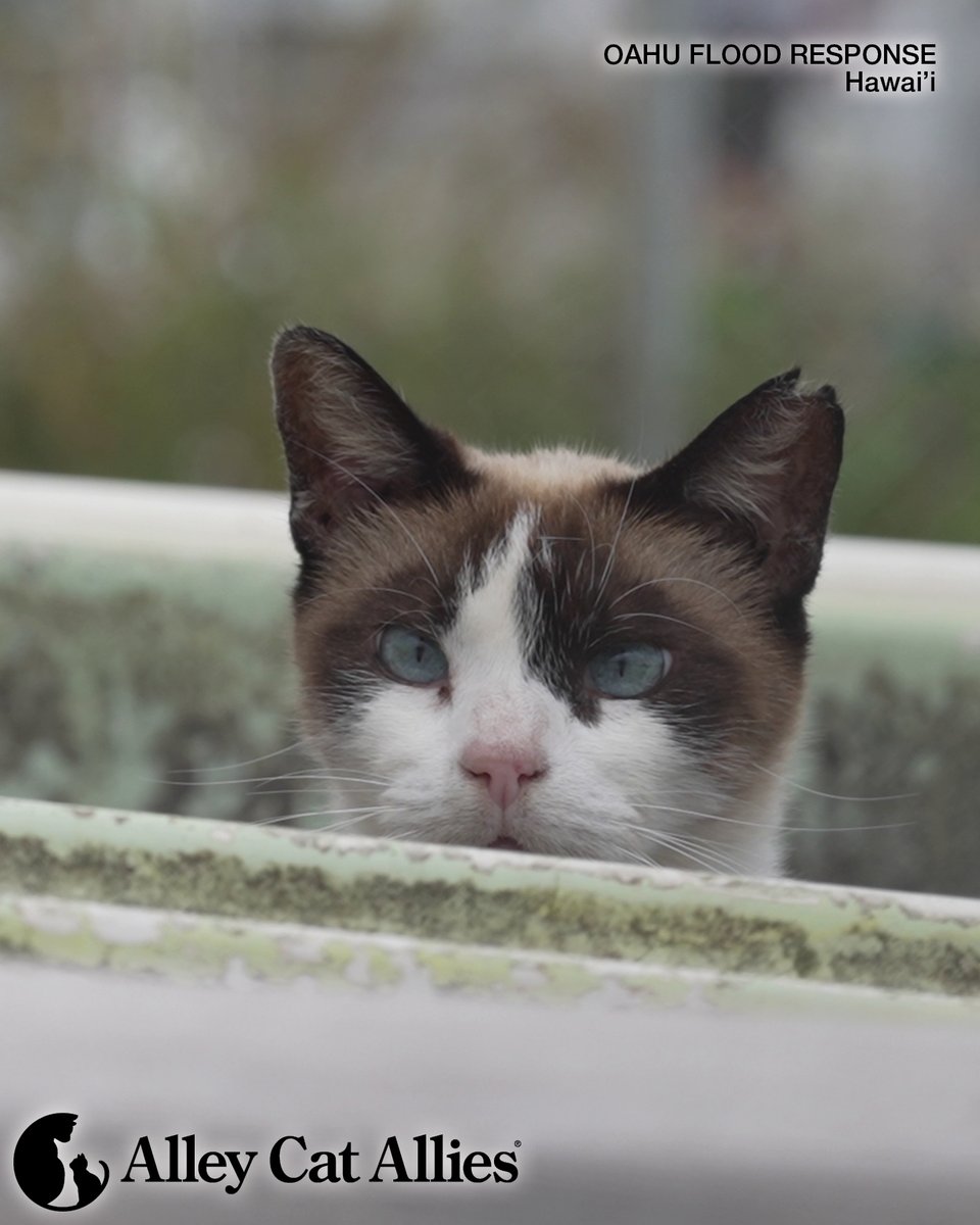 Alley Cat Allies tweet media