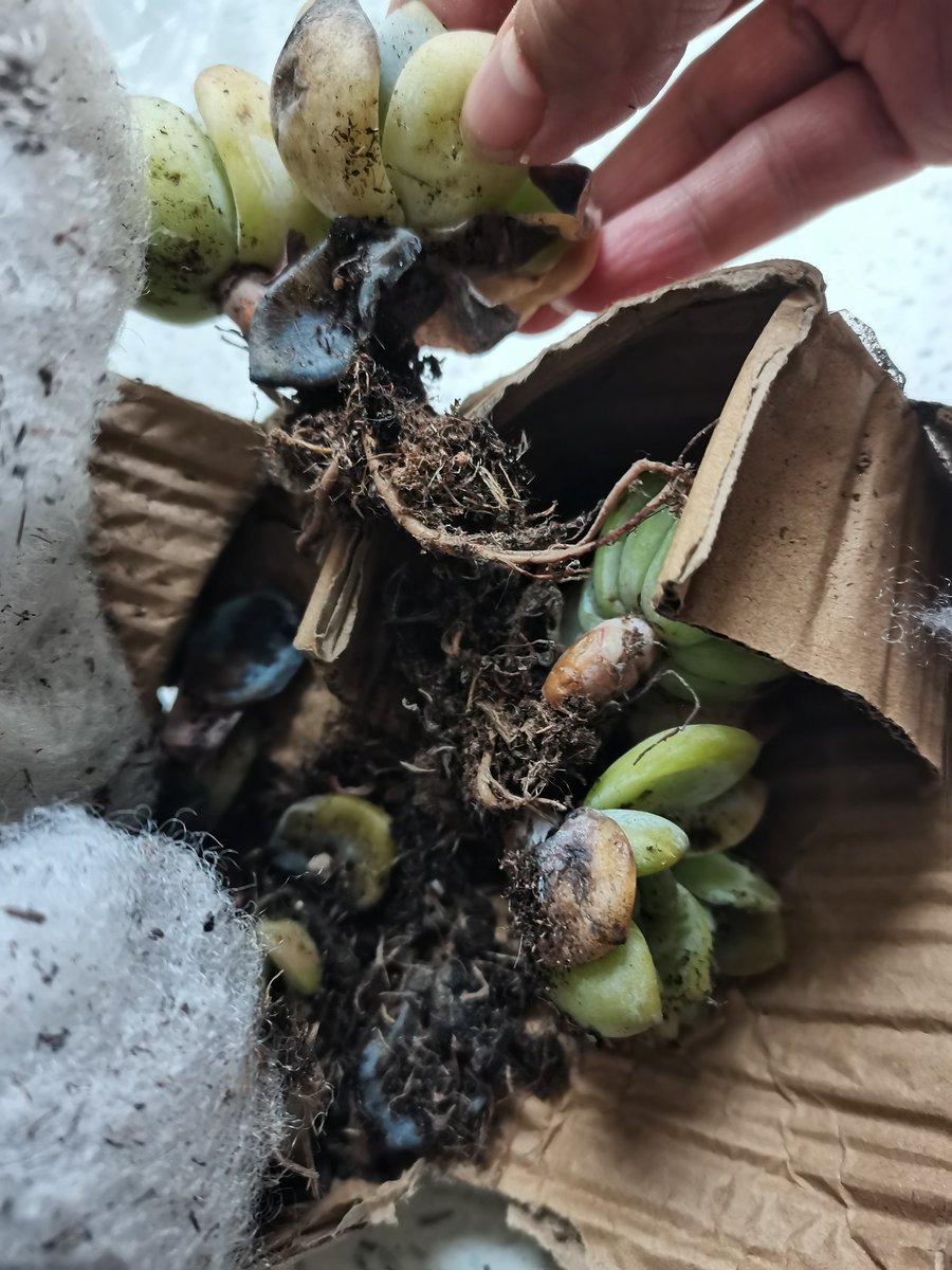 Scarlines Obsolete tweet media