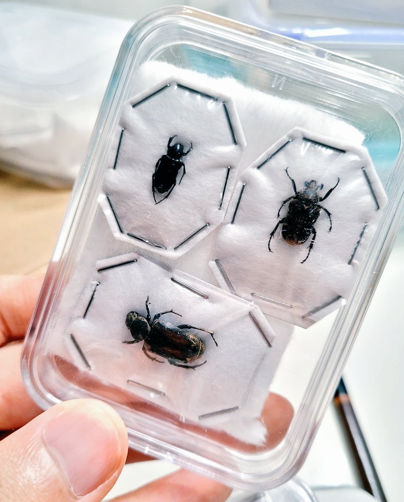 coll.col tweet media