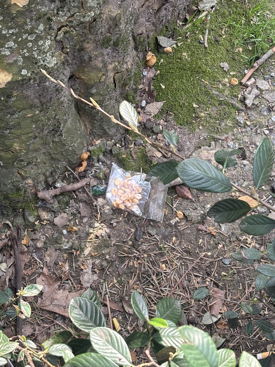 chl𖦹é tweet media