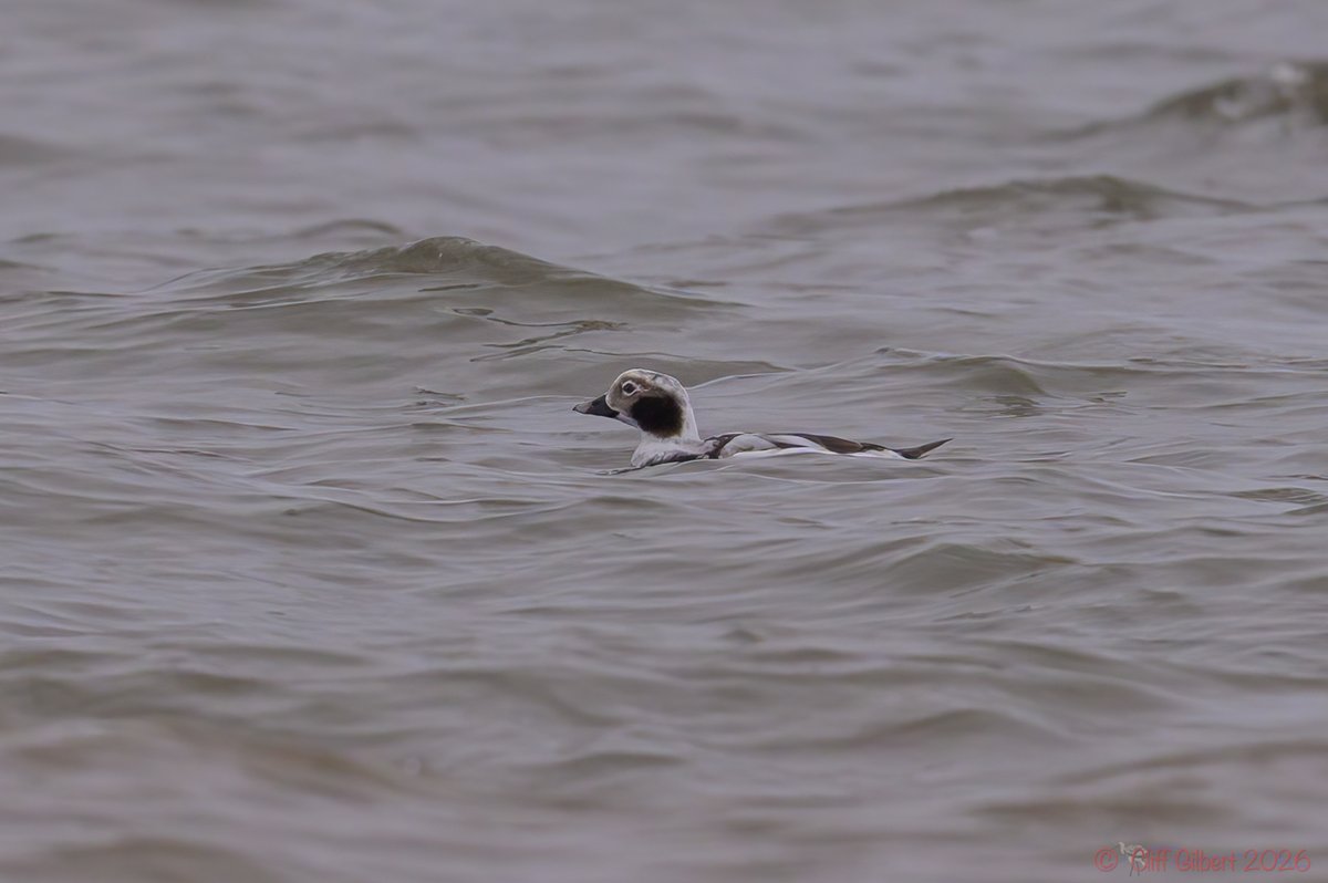 Cliff Gilbert tweet media