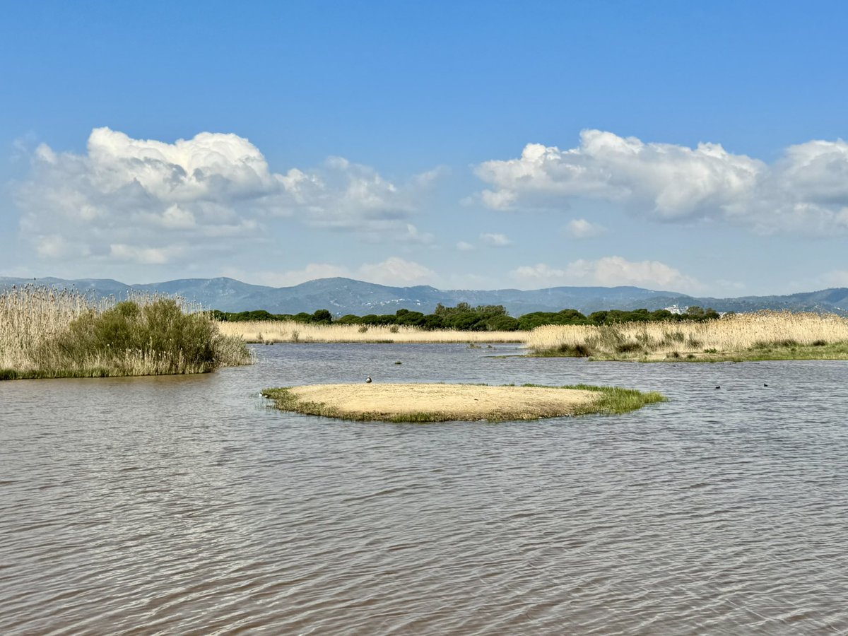 Rubén Cabús tweet media