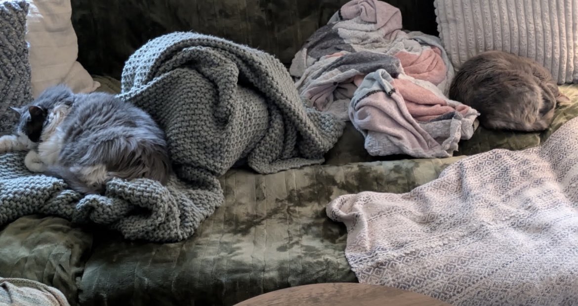 Def Not French 🇵🇸 tweet media