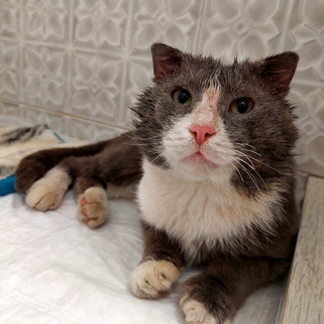 биполярный транзистор tweet media