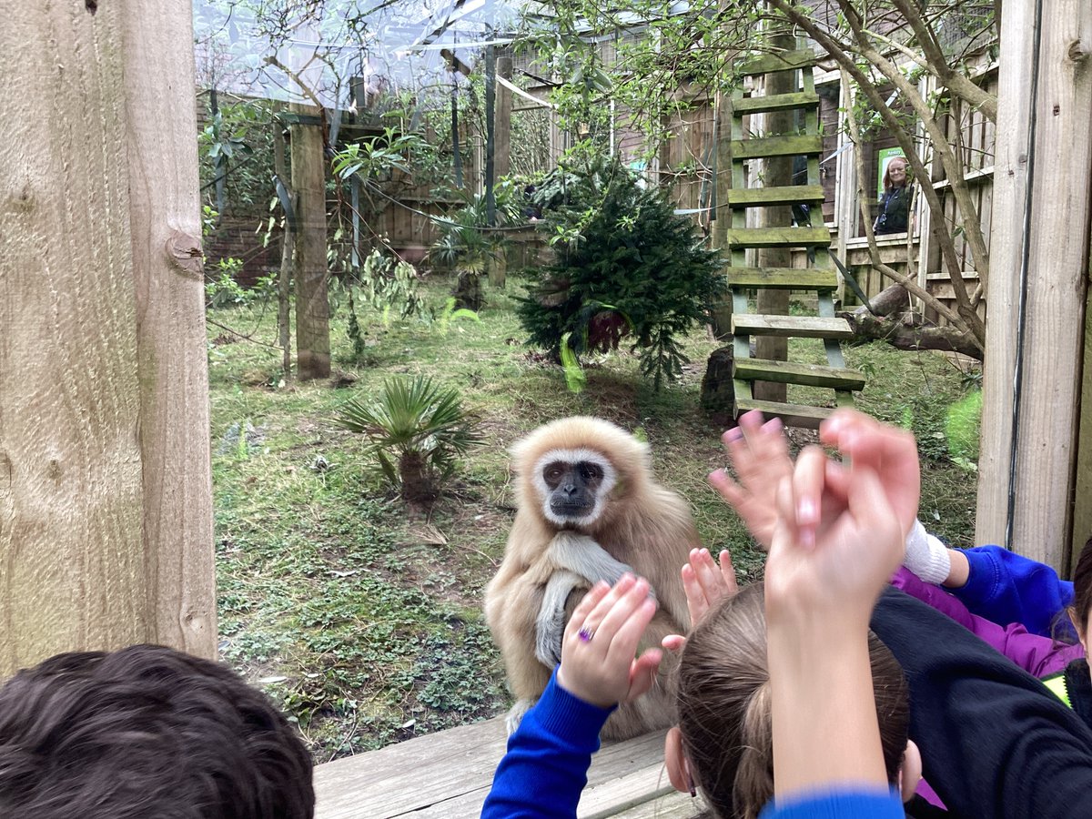 Timberley Academy tweet media