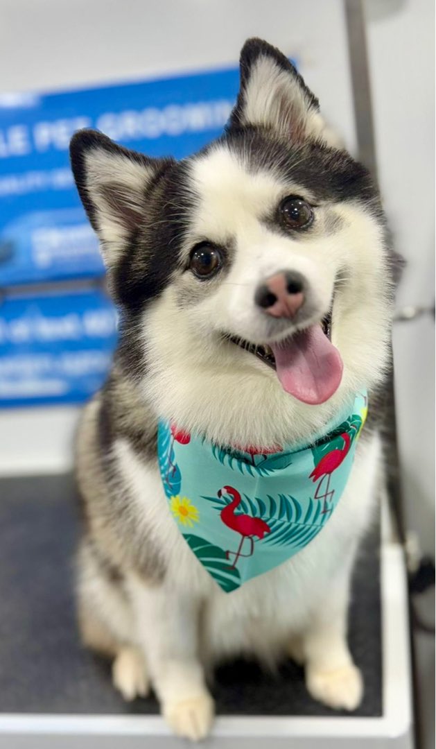 Travis The Clown tweet media