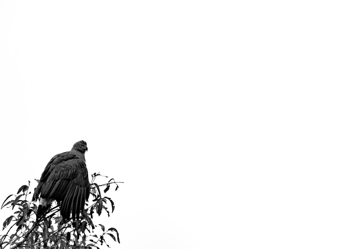 Haider Khan tweet media
