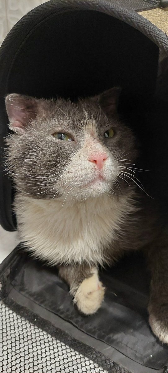 биполярный транзистор tweet media