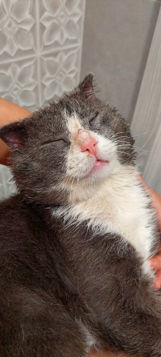 биполярный транзистор tweet media