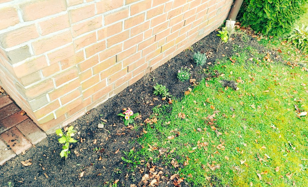 DunklesObst's tweet photo. Ich lebe übrigens.
Zumindest mal mehr mal minder.

Zusammenleben mit meinem Partner läuft,nach Startschwierigkeiten,tatsächlich recht gut.
Da wir nun einen Garten haben,habe ich den Pflanzen Kram noch mehr für mich entdeckt.
Damit ist mein Kopf zumindest kurzzeitig etwas ruhiger. https://t.co/9Tn1z6XcxV