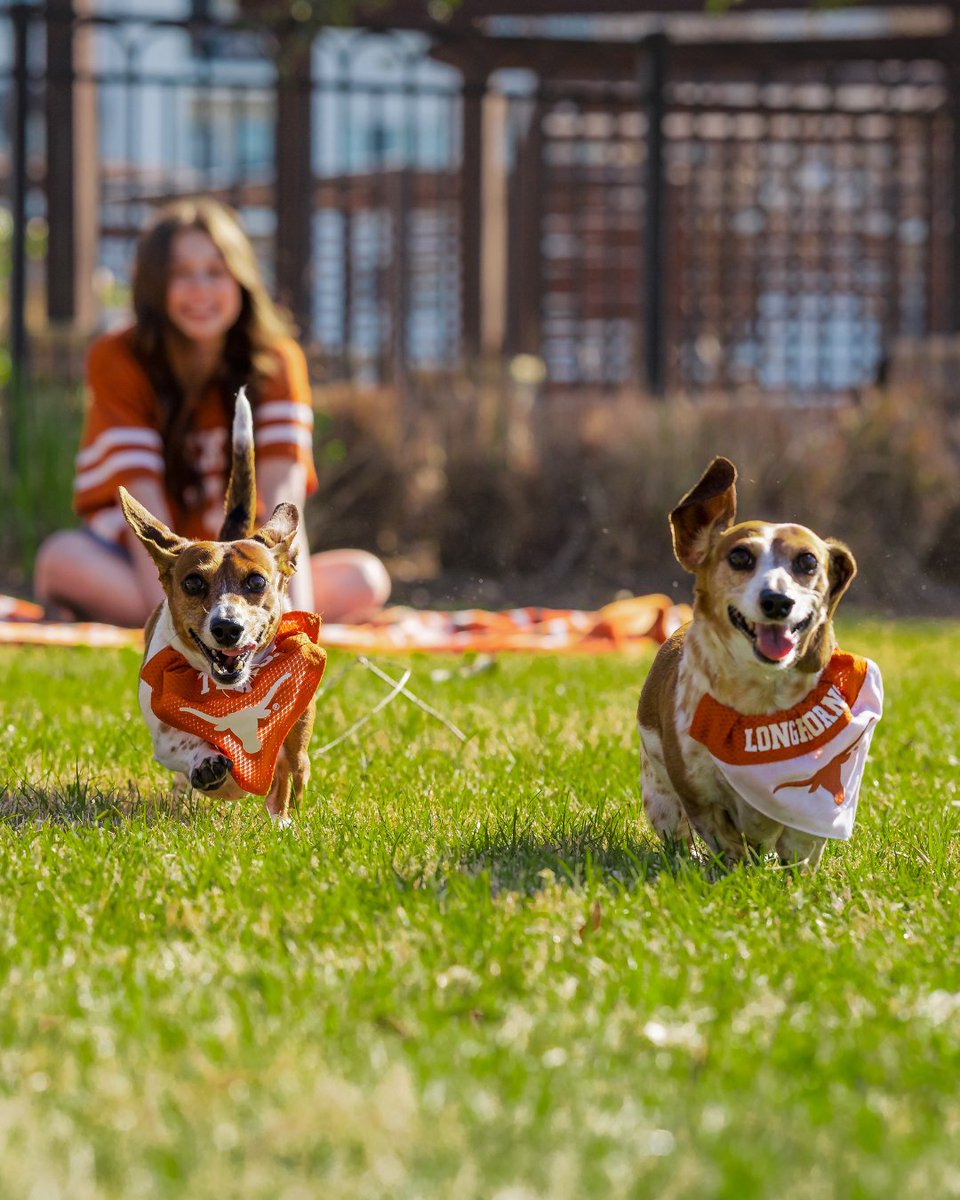 UT Austin tweet media