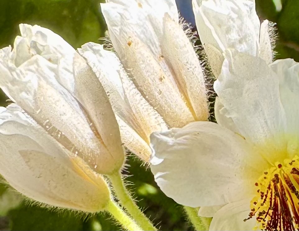 EatingFor's tweet photo. Such a beautiful day. The sun is shining and the flowers are smiling. Hope you have a beautiful one! 😊💕 https://t.co/JV0ocRiIEC