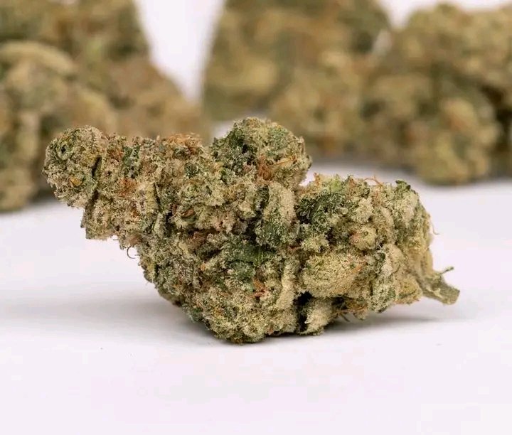 Oregon Bud tweet media