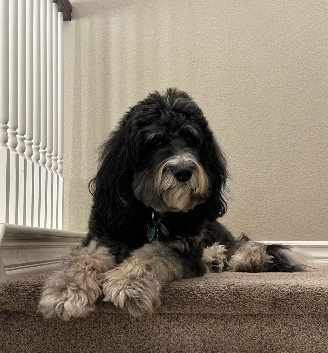 The Adventures of Beau & Dusty tweet media