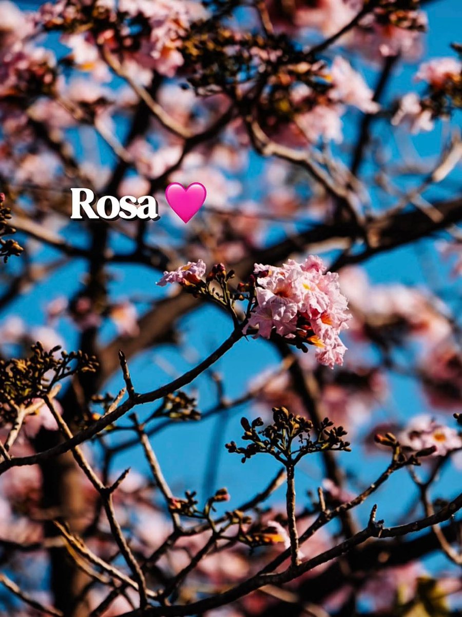 📍 Providencia Sur tweet media