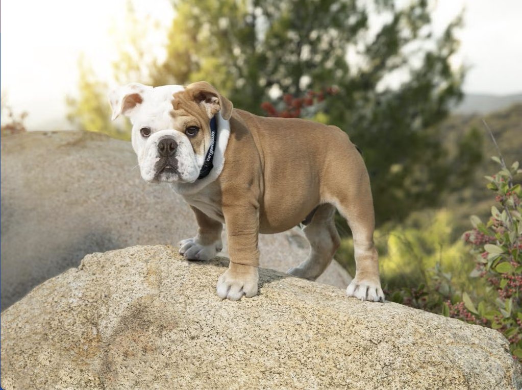 Georgetown University Professional Certificates tweet media