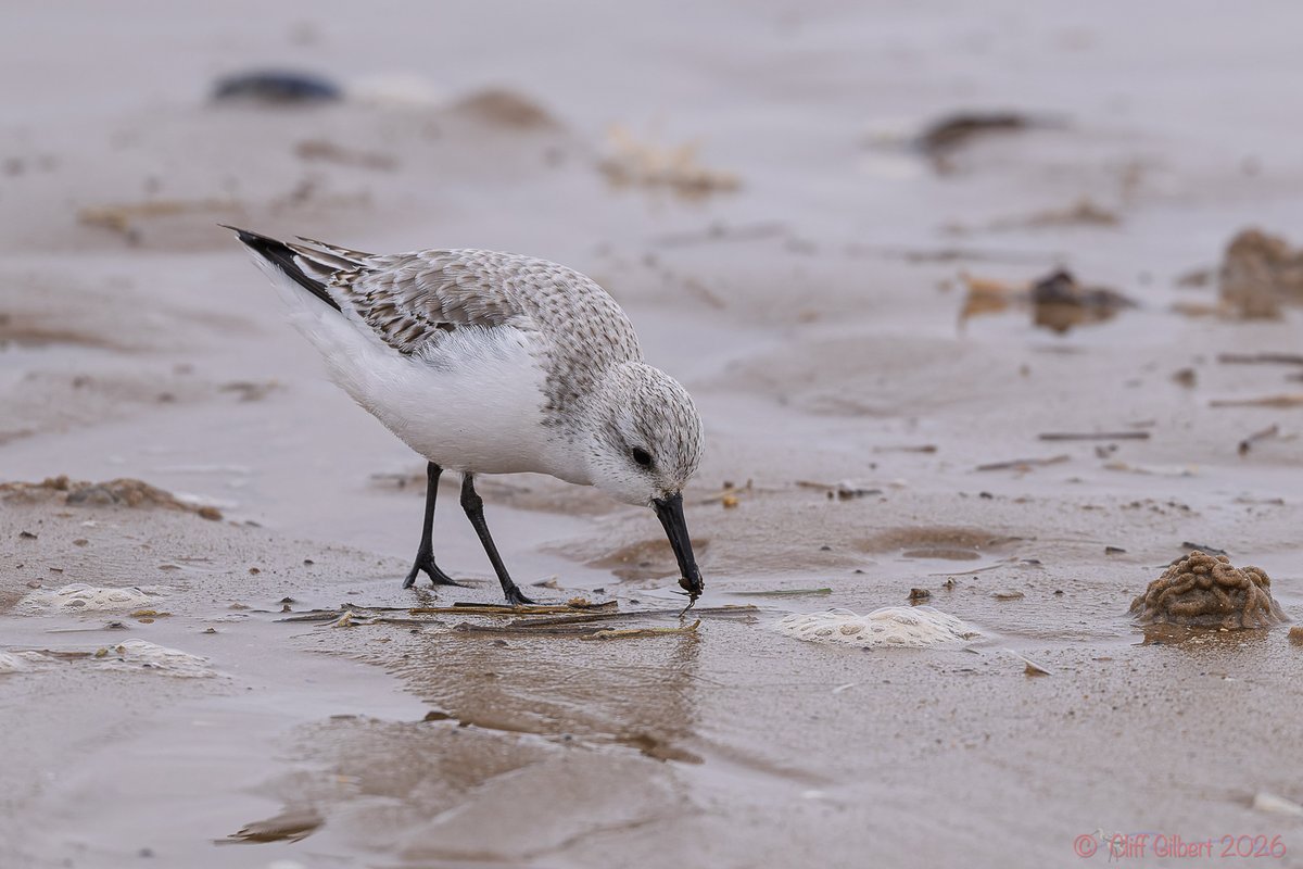 Cliff Gilbert tweet media