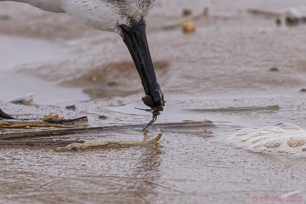 Cliff Gilbert tweet media