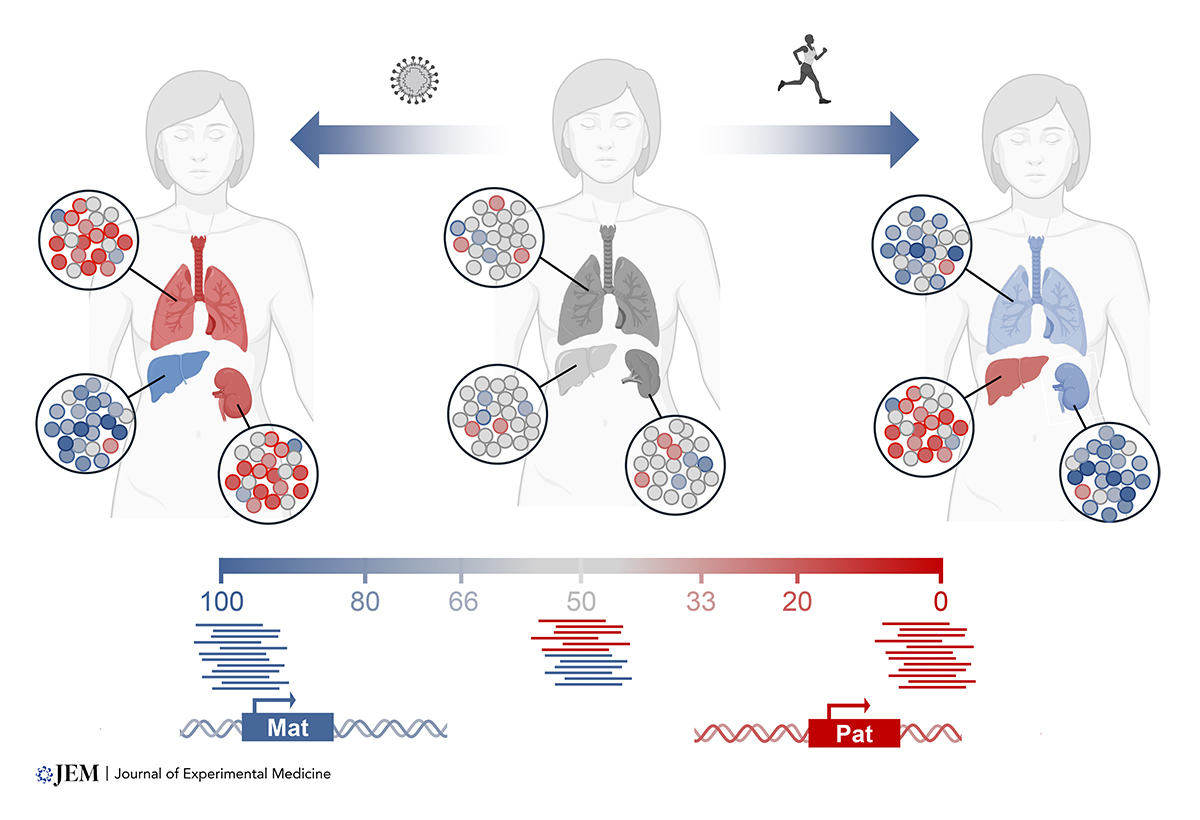 JExpMed's tweet photo. Rethinking disomy: Autosomal expression bias and personal evolution. New review from Dusan Bogunovic @BogunovicLab @KidsAtColumbia @ColumbiaMed: https://t.co/BFpMPKPfpw
#Immunodeficiency #HumanDiseaseGenetics #GenesAndImmunity https://t.co/C8X8I2X9W6