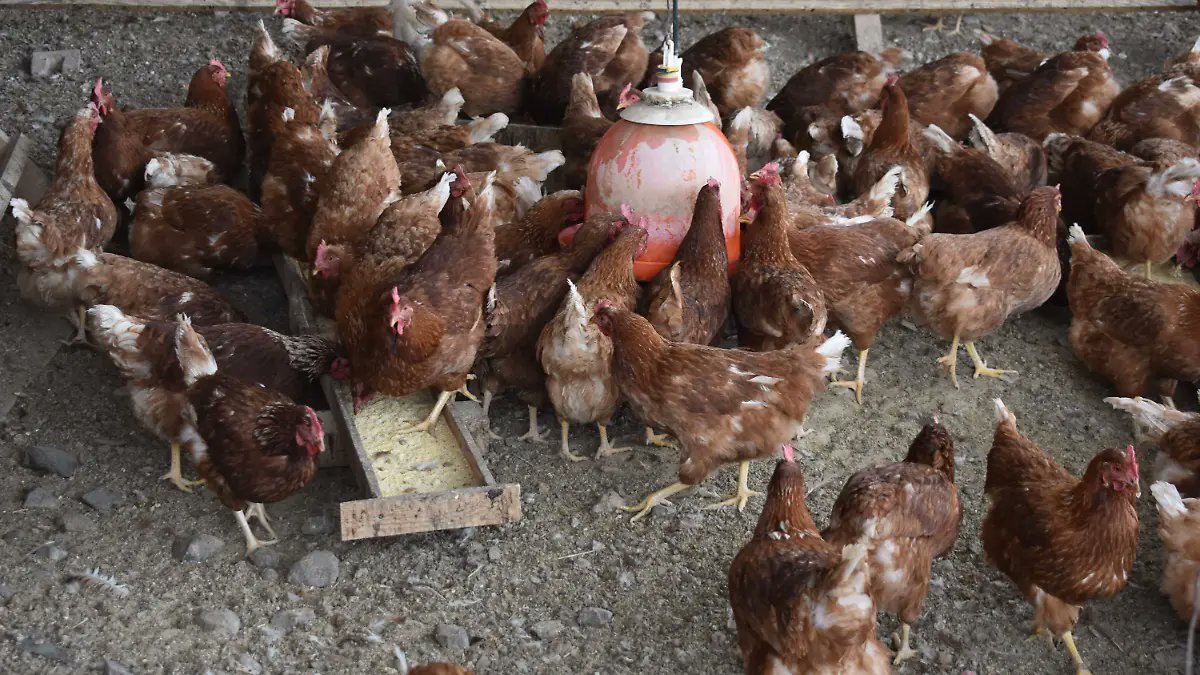 El Sol de Parral tweet media