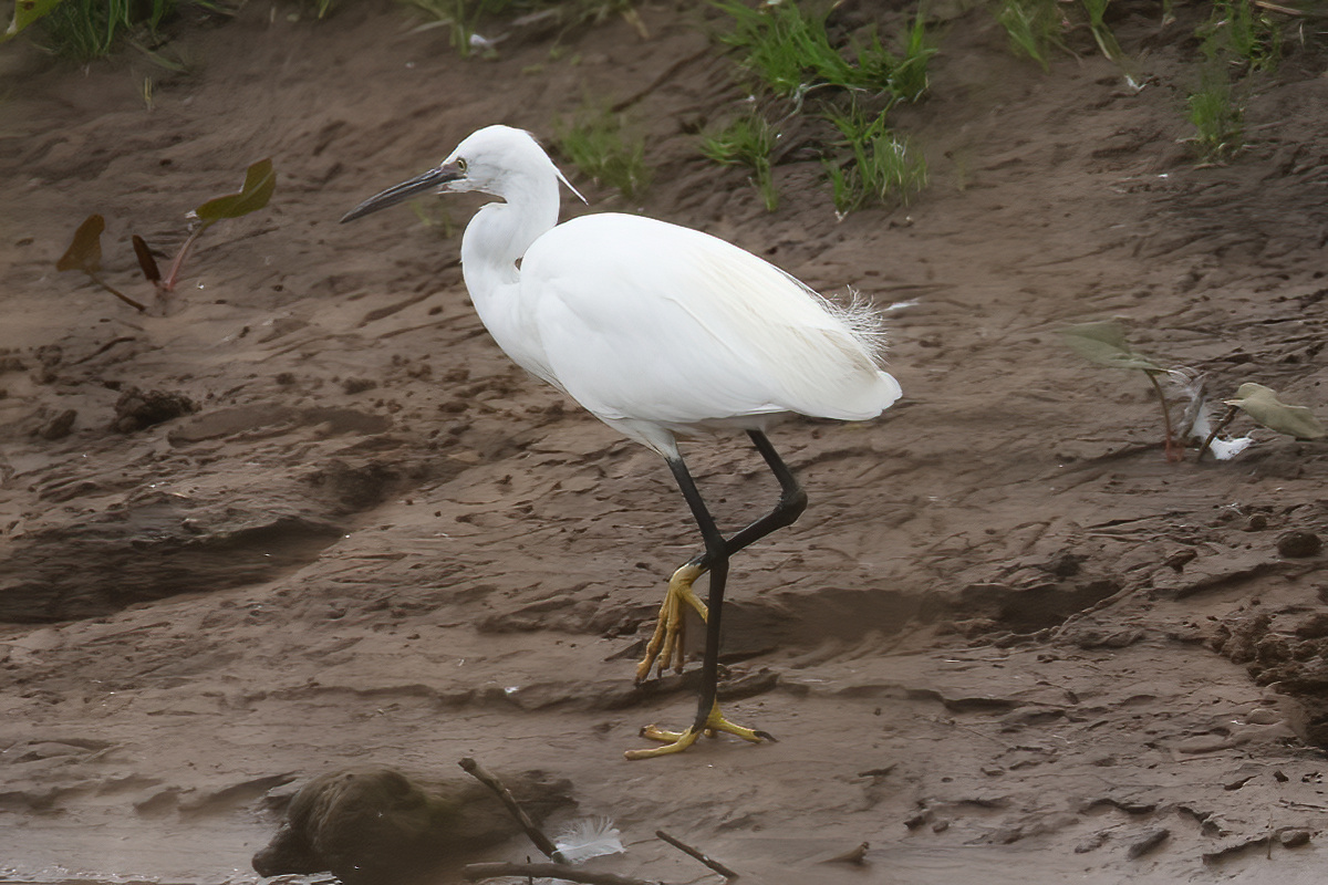 David Emley tweet media